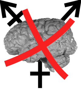 Transgender brain
